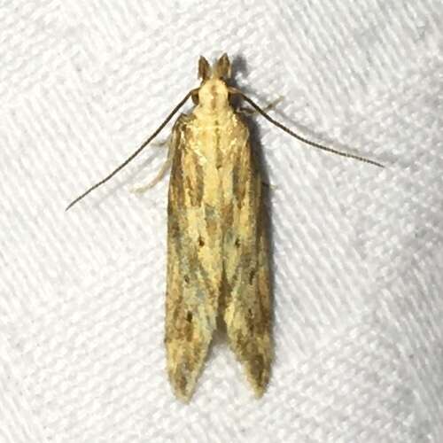 Image of Moth