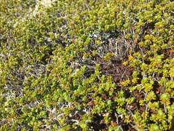 Image of purple crowberry