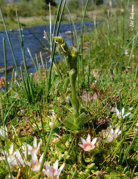 Habenaria pumila Poepp. resmi