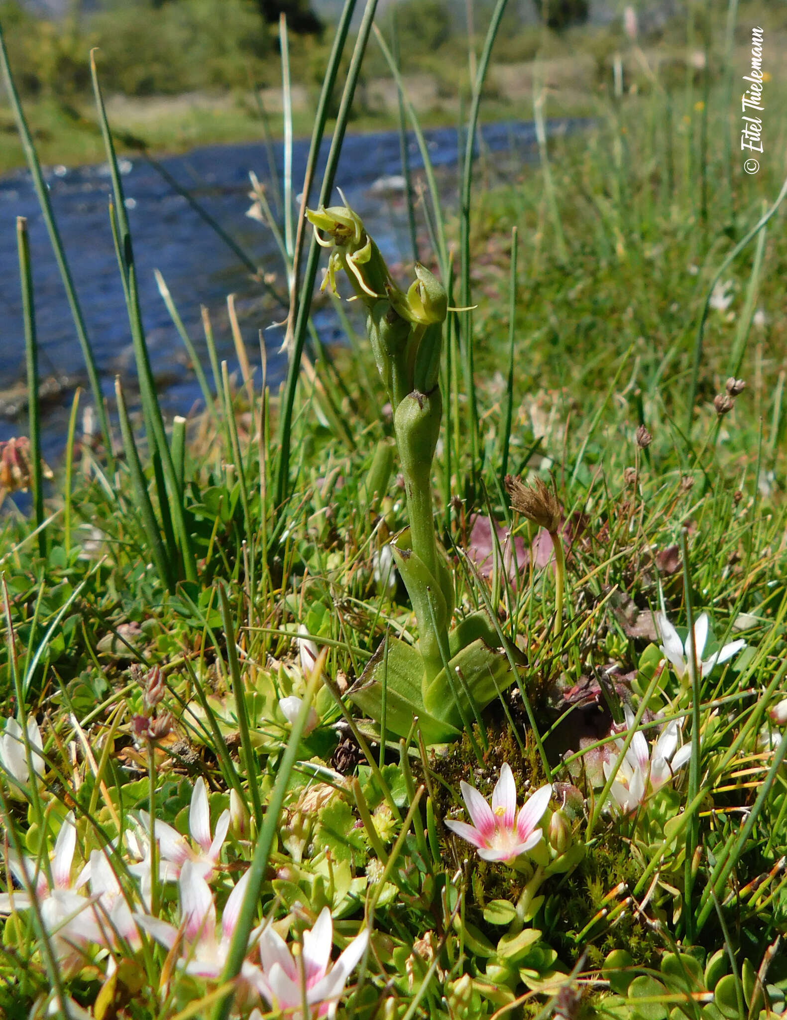 Image of Habenaria pumila Poepp.