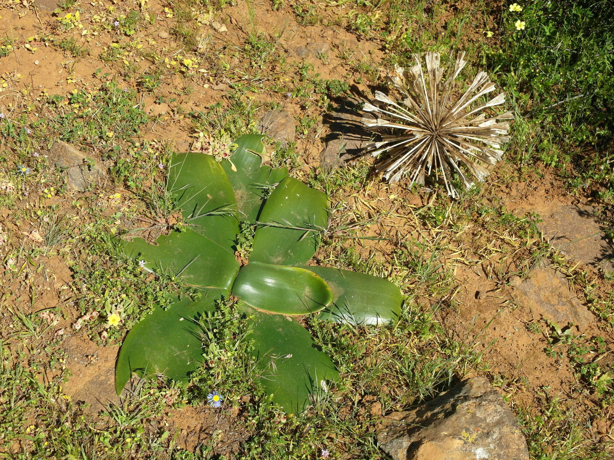 Image of candelabra lily