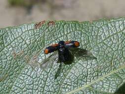 Cryptocephalus notatus Fabricius 1787 resmi