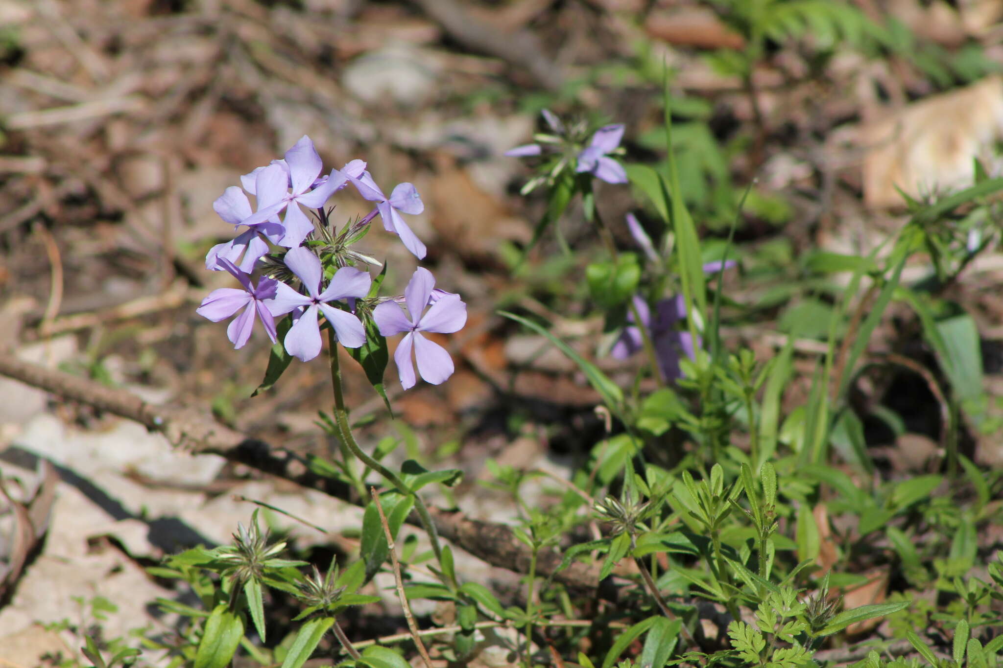 Imagem de Phlox divaricata subsp. laphamii (Alph. Wood) Wherry