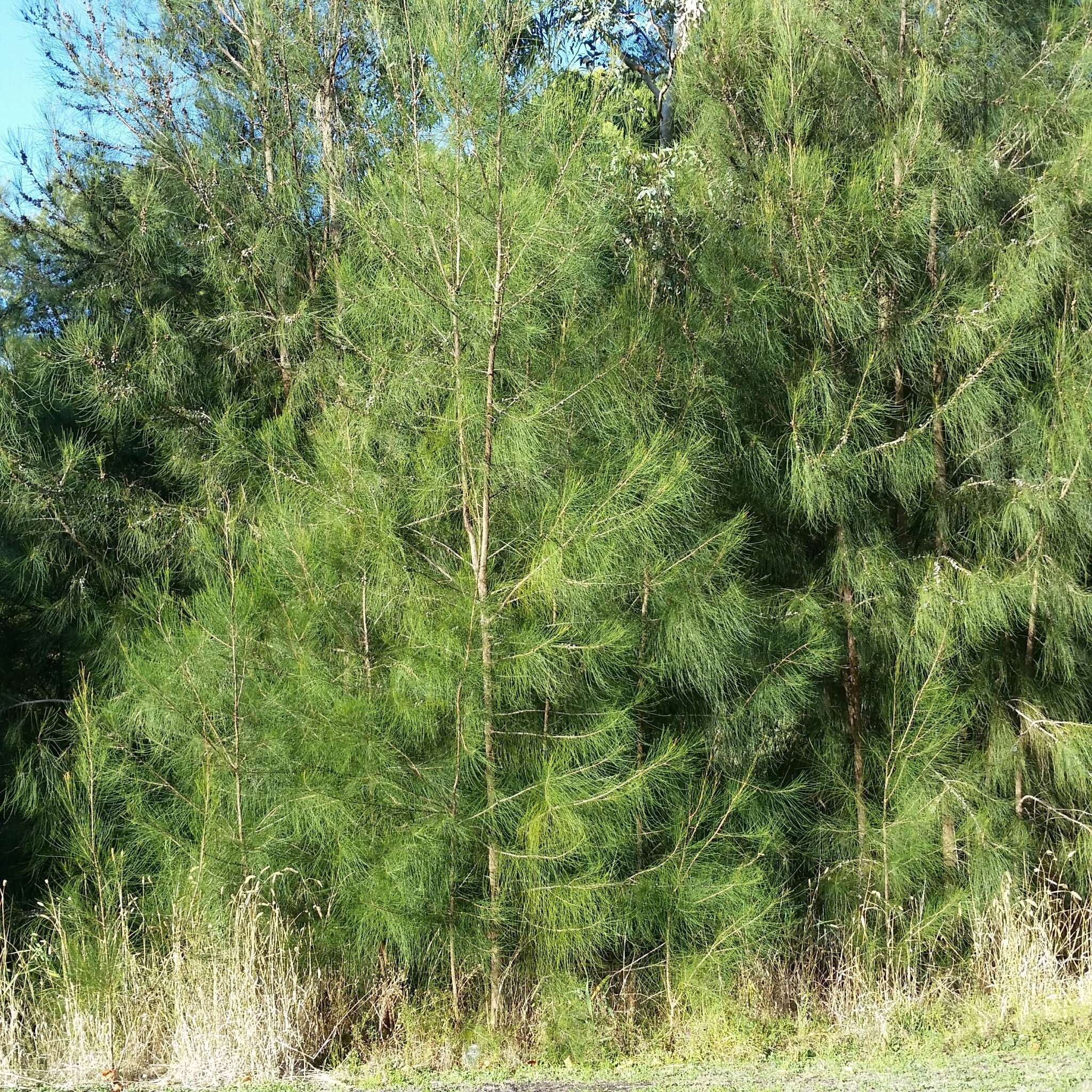 Image of gray sheoak