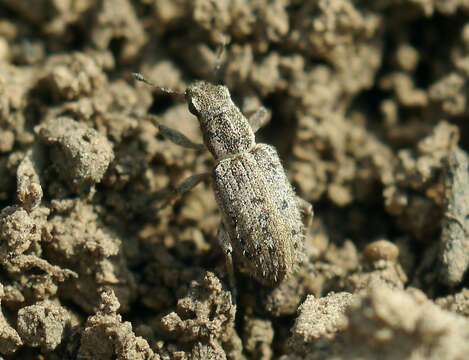 Image of Spotted Pea Weevil