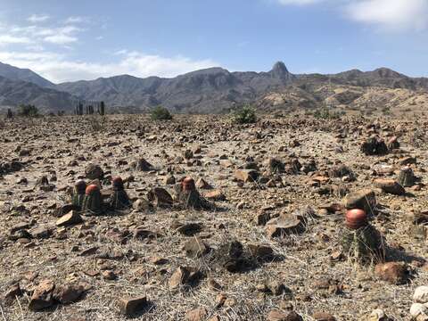 Melocactus peruvianus Vaupel resmi