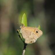 Coenonympha pamphilus lyllus resmi