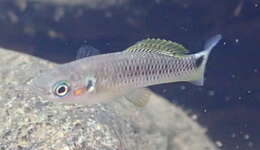 Image of Spottail killifish