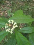 Pittosporum rubiginosum subsp. wingii (F. Müll.) R. C. Cooper resmi