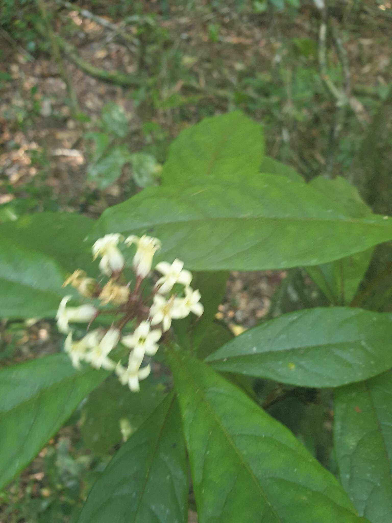 Pittosporum rubiginosum subsp. wingii (F. Müll.) R. C. Cooper resmi