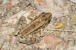 Image of Leptodactylus guianensis Heyer & de Sá 2011