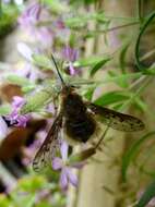 Image of Bombylius medius Linnaeus 1758