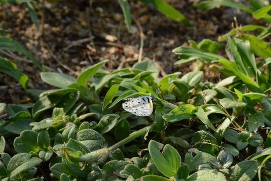 Image of African babul blue