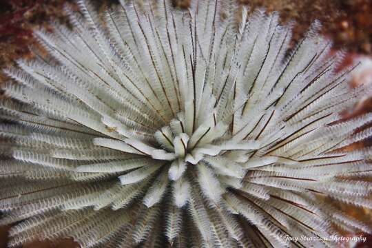 Слика од Sabellastarte australiensis (Haswell 1884)