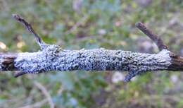 Image of dirinaria lichen