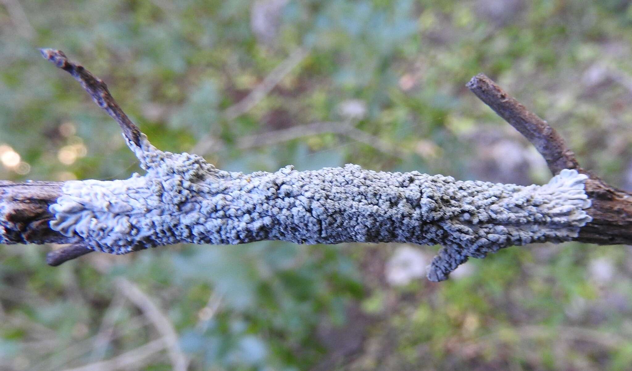 Image of dirinaria lichen