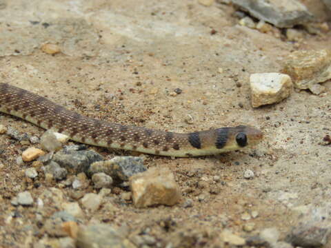 Imagem de Platyceps brevis (Boulenger 1895)