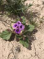 Phacelia pulchella var. gooddingii (Brand) J. T. Howell resmi