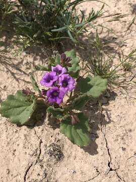 Image of Goodding's phacelia