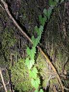 Image of Trichosanthes kirilowii var. japonica (Miq.) Kitam.