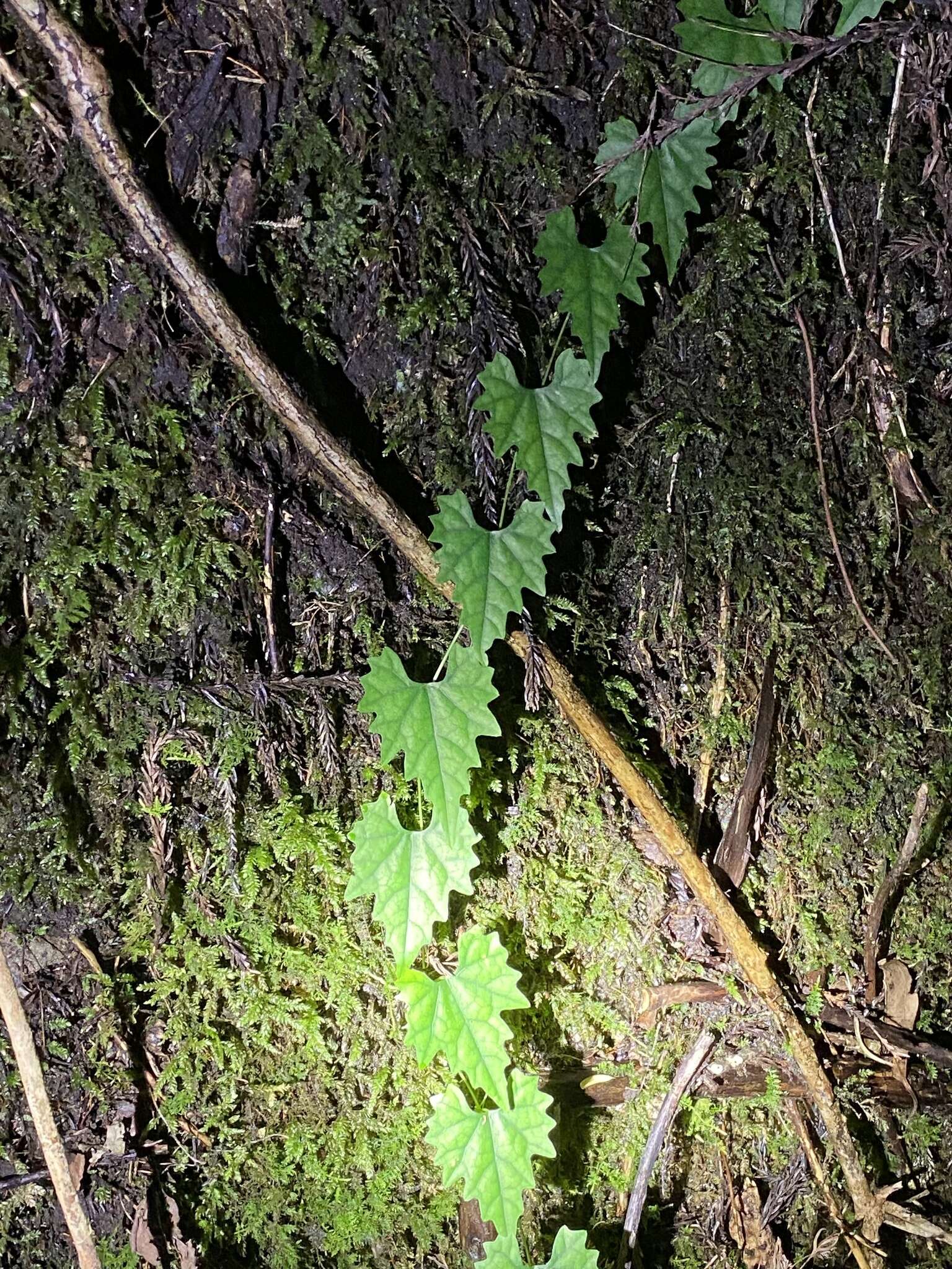 Image of Trichosanthes kirilowii var. japonica (Miq.) Kitam.