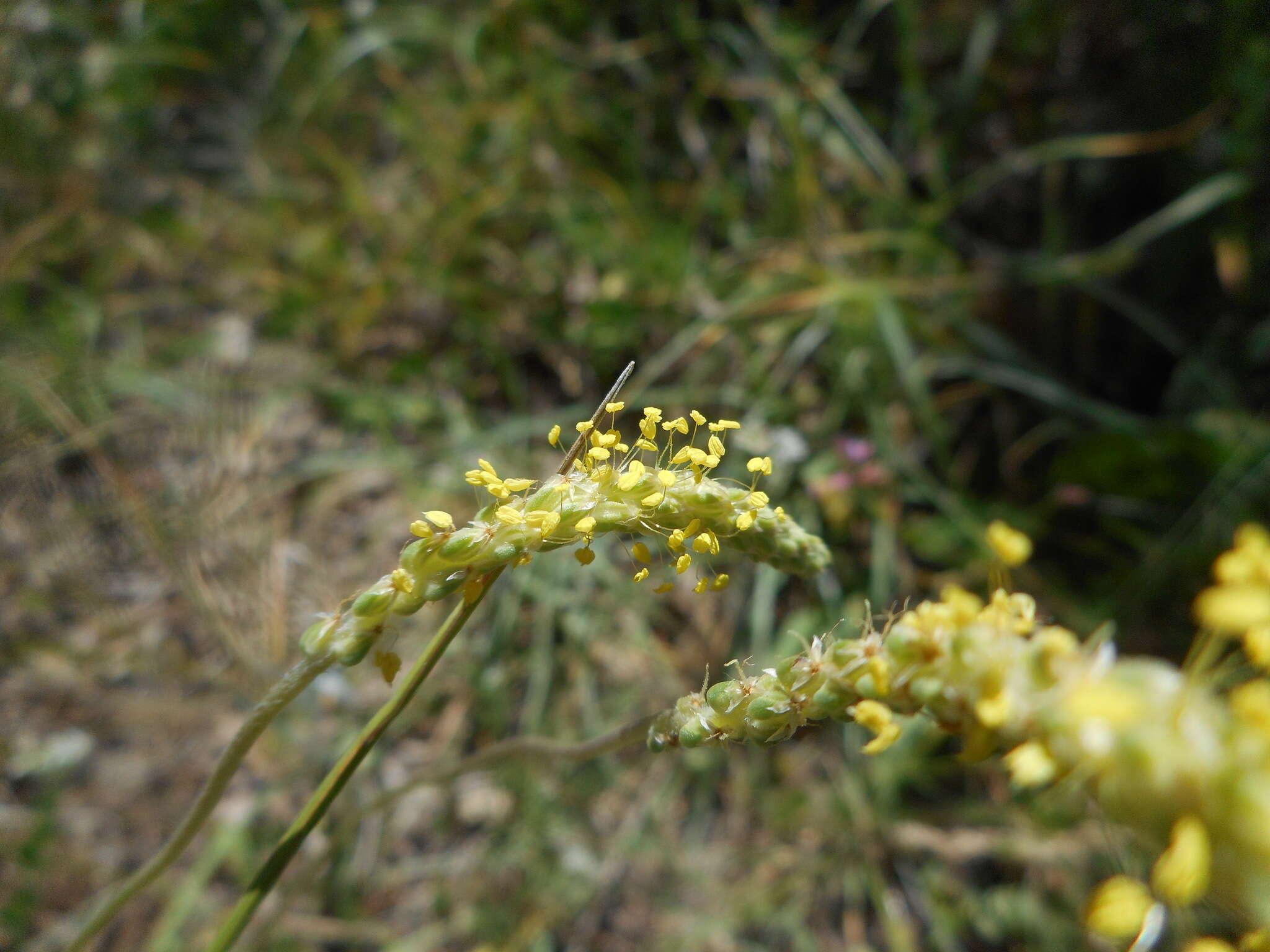 Image of Plantago maritima subsp. serpentina (All.) Arcangeli