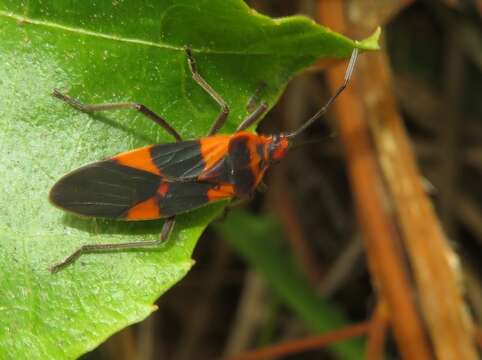 Image de Oncopeltus (Erythrischius) zonatus (Erichson 1848)