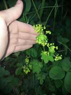 Image of Alchemilla micans Buser