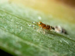 Image of Parasitoid wasp