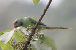 Image of Emerald-collared Parakeet