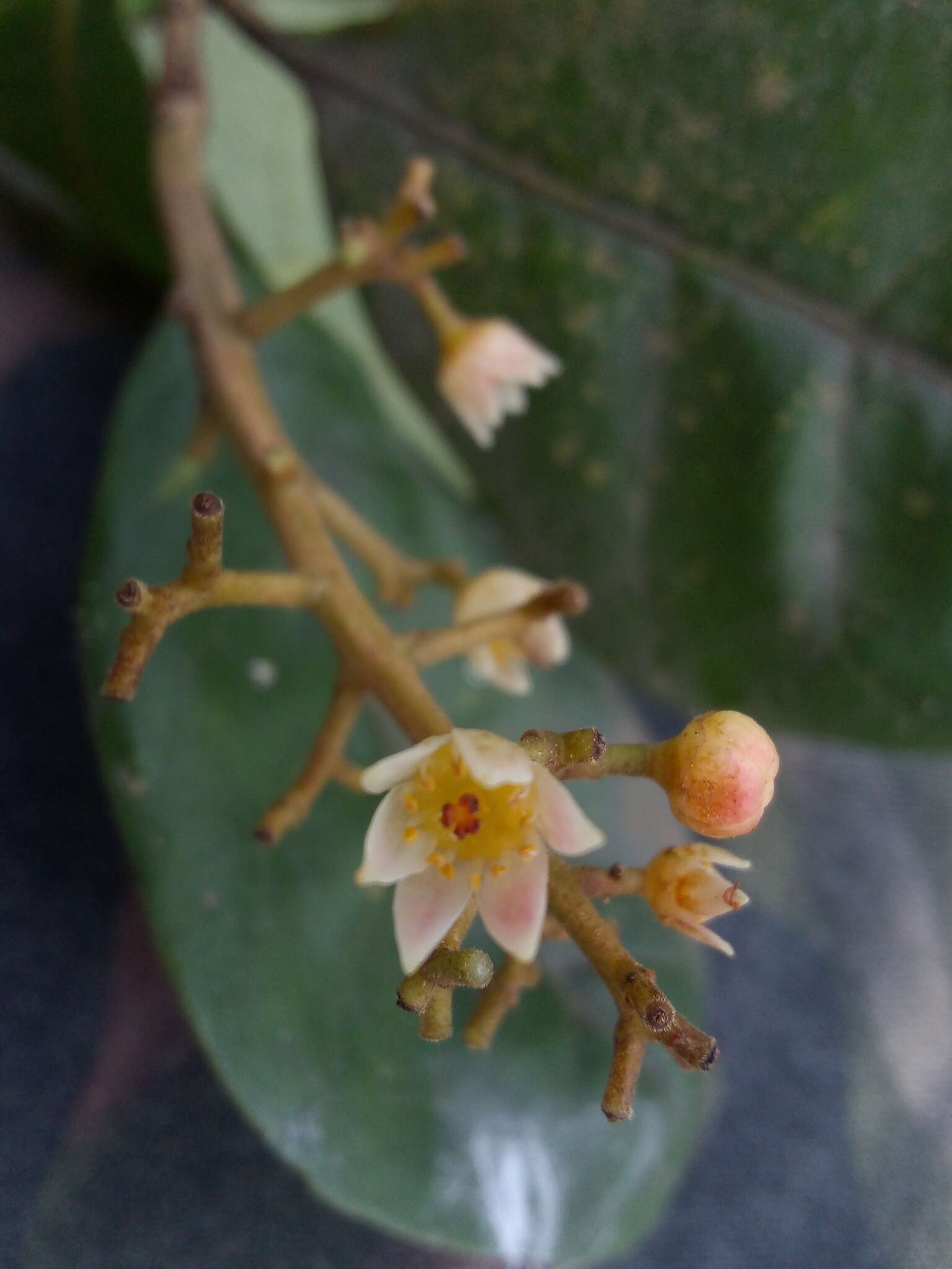 Image of Mauria simplicifolia Kunth