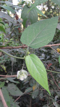 Image of Tragia involucrata L.