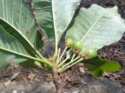 Image of Indian-buttertree