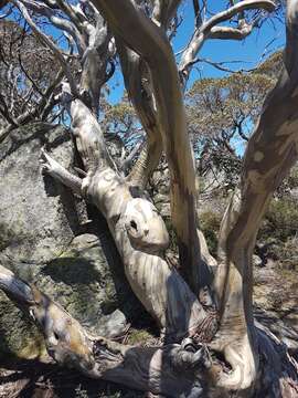 Image of Eucalyptus pauciflora subsp. niphophila (Maiden & Blakely) L. A. S. Johnson & Blaxell