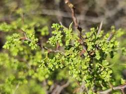 Image of Searsia rigida (Mill.) F. A. Barkley