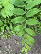 Слика од Polygonatum odoratum var. maximowiczii (F. Schmidt) Koidz.