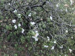 Cordia parvifolia A. DC. resmi