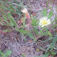 Imagem de Oenothera laciniata Hill