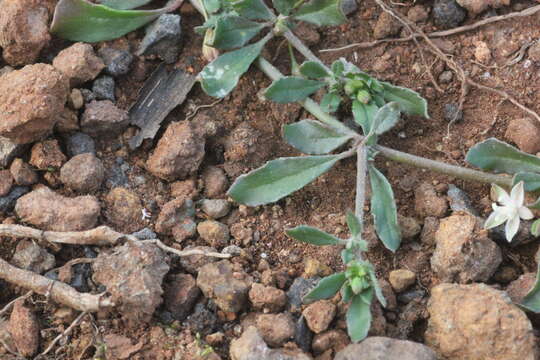 Image of Glinus oppositifolius (L.) A. DC.