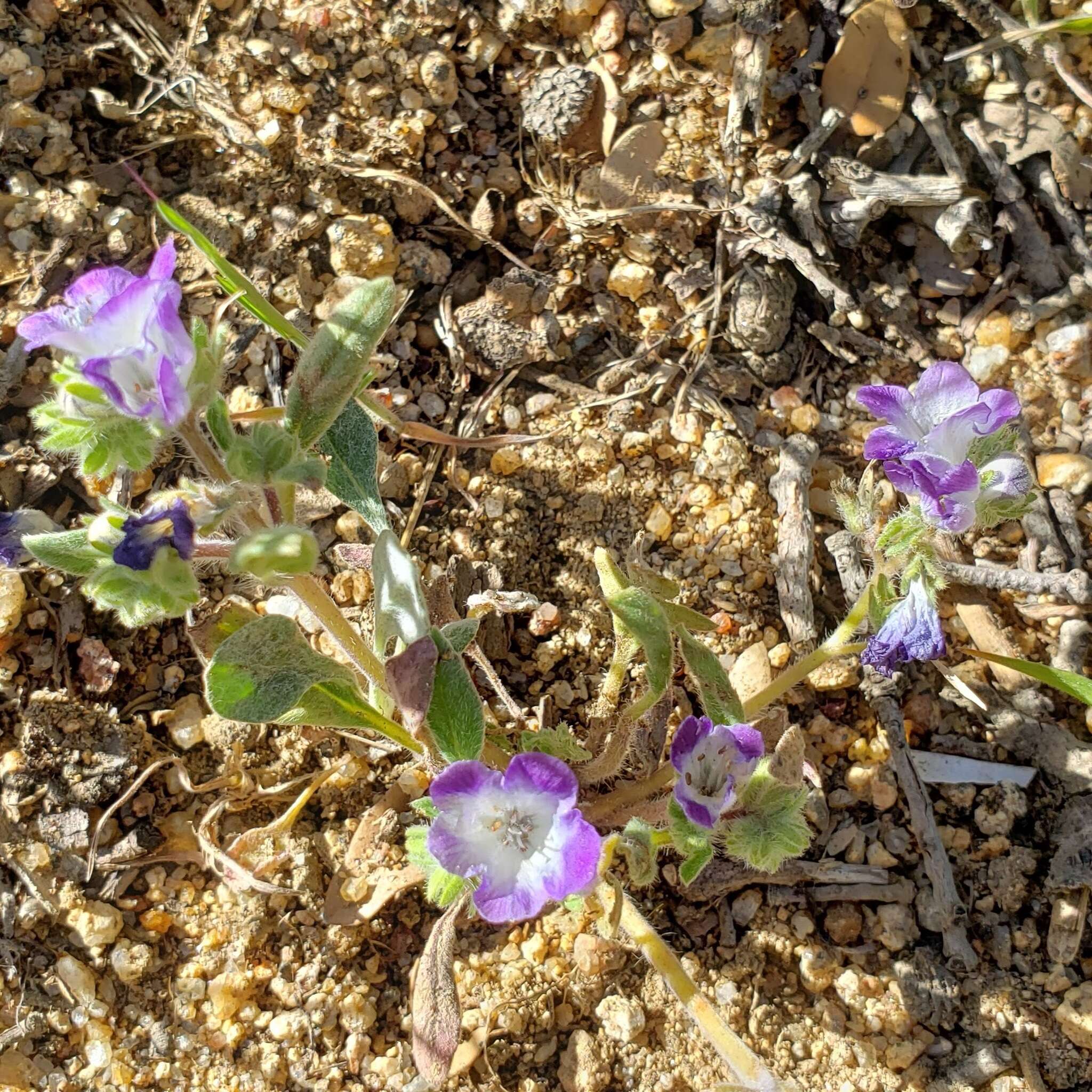 Phacelia davidsonii A. Gray resmi