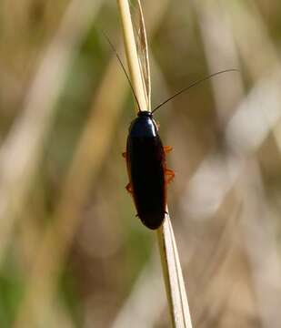 Image of Dark Wood Cockroach