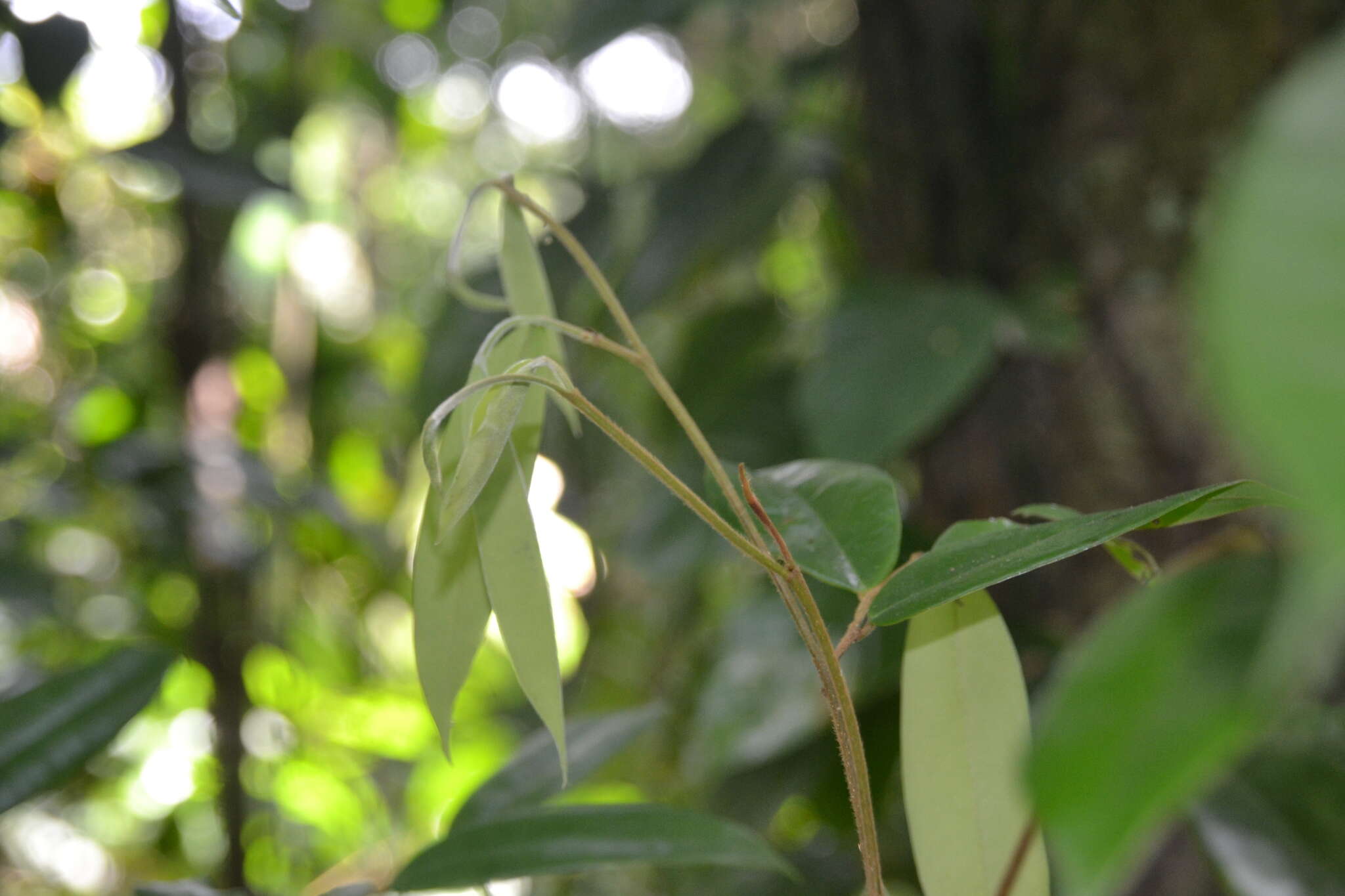 Xylopia macrantha Triana & Planch.的圖片