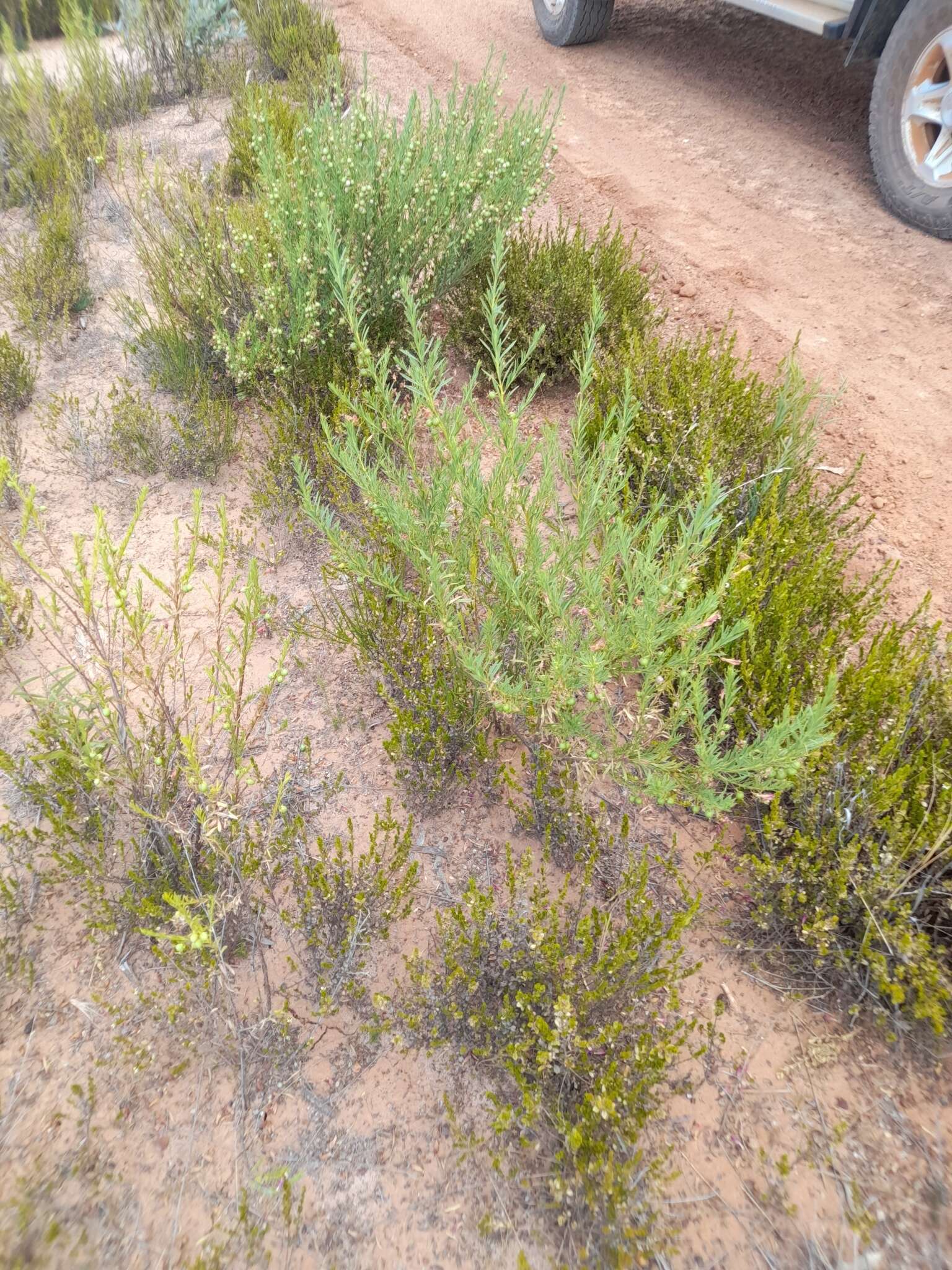 صورة Eremophila racemosa (Endl.) F. Muell.