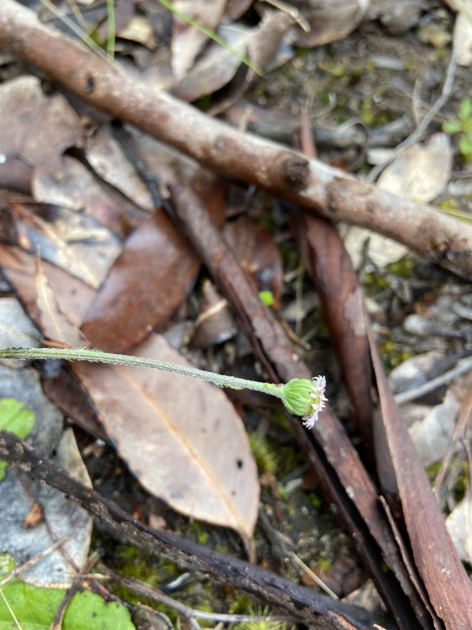 Image of Lagenophora huegelii Benth.