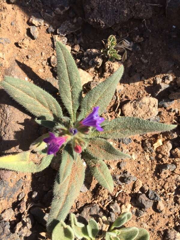 Echium bonnetii Coincy的圖片