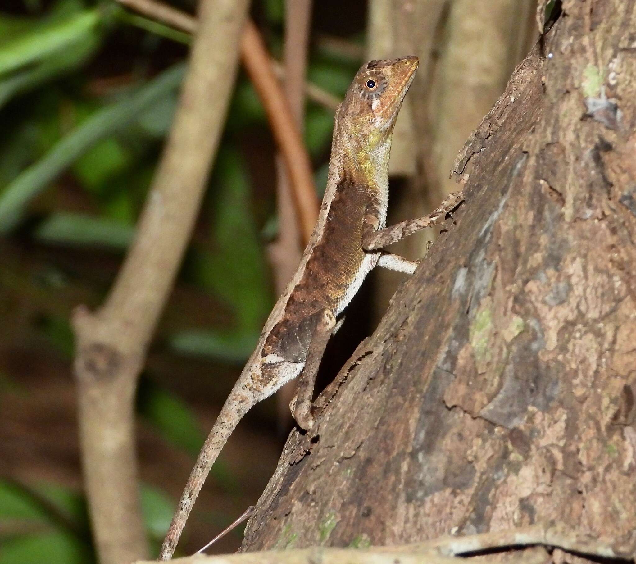 Image of Otocryptis nigristigma Bahir & Silva 2005