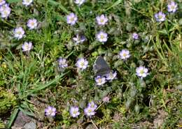 Plancia ëd Spergularia rubra (L.) J. Presl & C. Presl