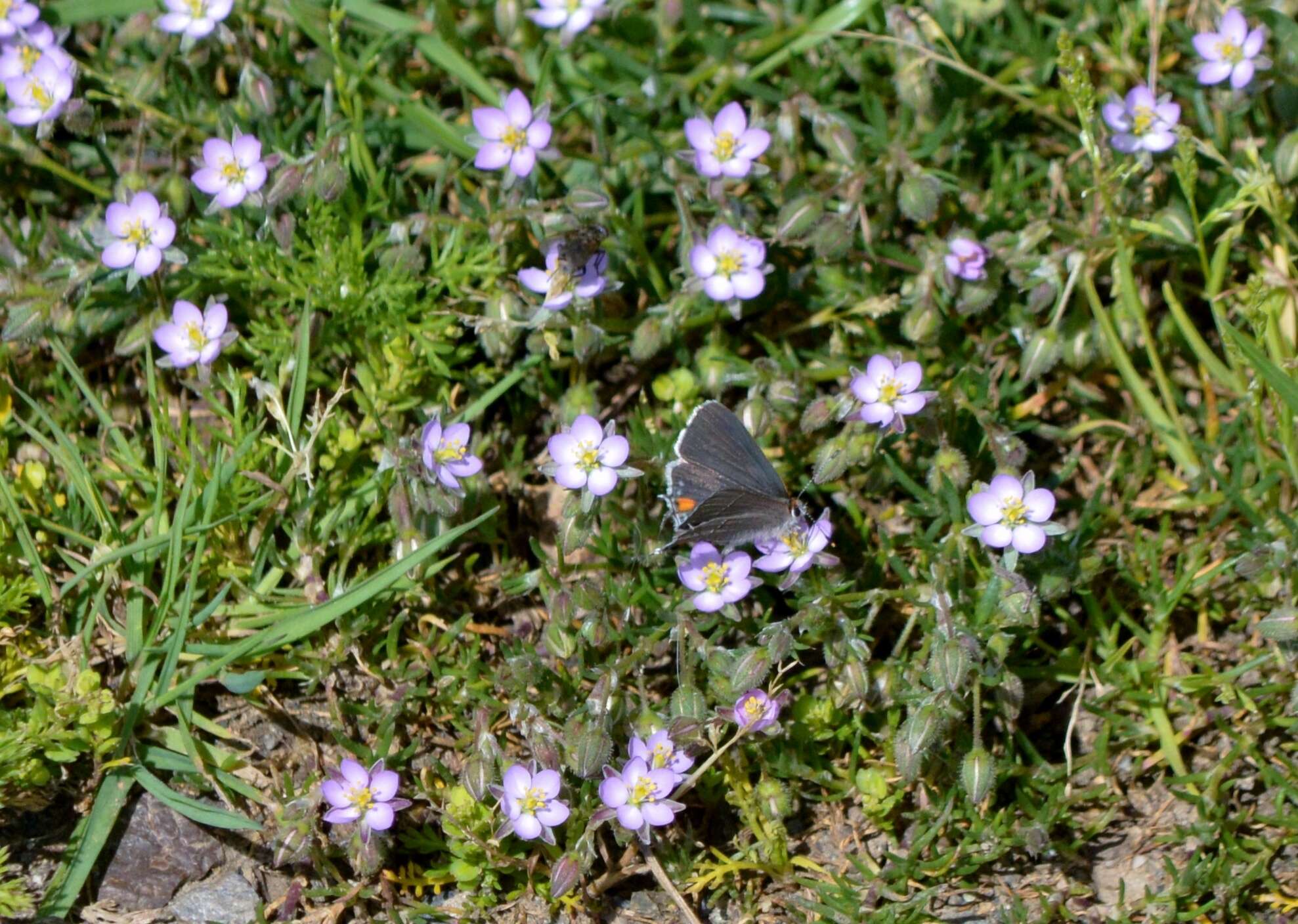 Plancia ëd Spergularia rubra (L.) J. Presl & C. Presl