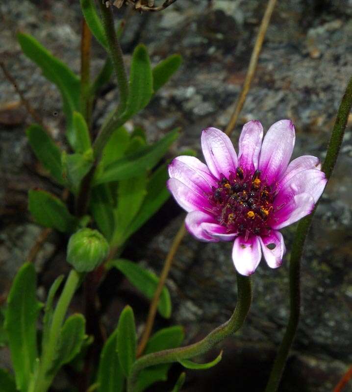 Image of Dimorphotheca jucunda Phill.