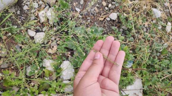 Image of grassleaf pepperweed